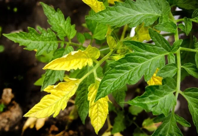 Shutterstock photo/Yellowing tomato leaves