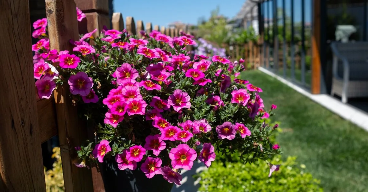 Wilted petunias can still be saved: what needs to be done before autumn