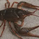 Crayfish season begins: what fishermen need to know