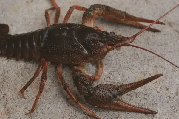Crayfish season begins: what fishermen need to know