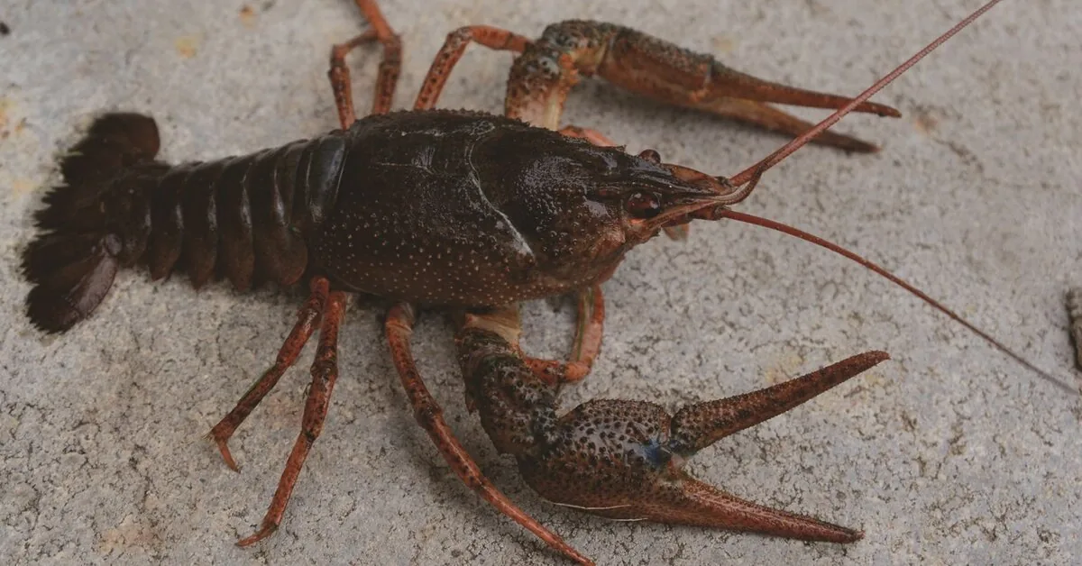 Crayfish season begins: what fishermen need to know