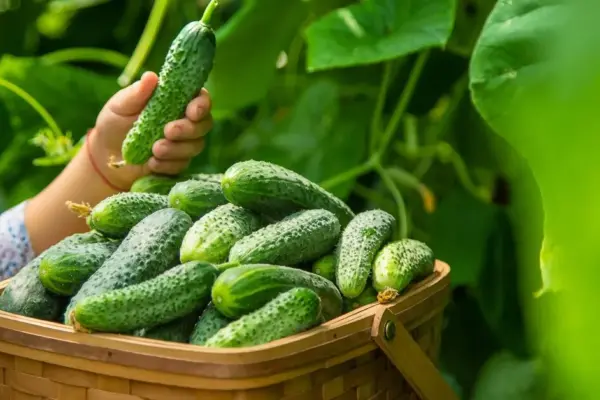 In Lithuania – one of the largest cucumber harvests in 15 years