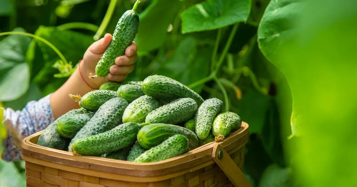 In Lithuania – one of the largest cucumber harvests in 15 years