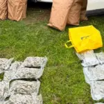 In Telšiai district, officers uncovered a cannabis growing laboratory, four suspects detained