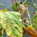 Yellowing tomato leaves? Here's what to do to save the future harvest