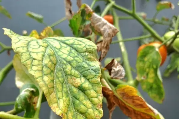 Yellowing tomato leaves? Here's what to do to save the future harvest