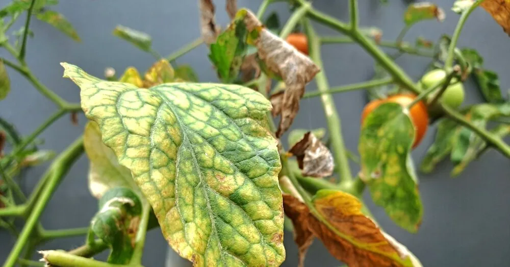 Yellowing tomato leaves? Here's what to do to save the future harvest