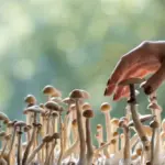 Many Lithuanians eat mushrooms exactly like this: a pharmacist warns what the consequences can be