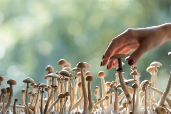 Many Lithuanians eat mushrooms exactly like this: a pharmacist warns what the consequences can be