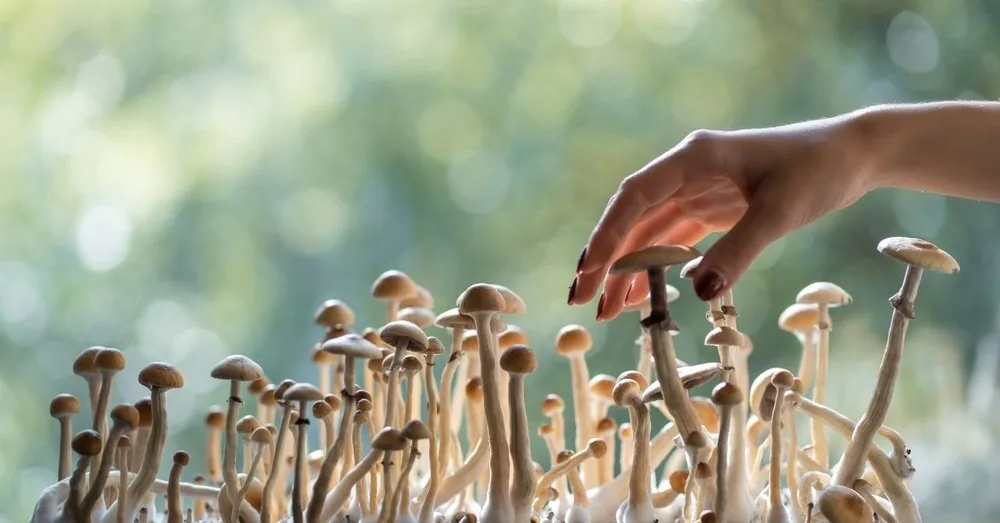 Many Lithuanians eat mushrooms exactly like this: a pharmacist warns what the consequences can be