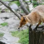 Firefighters in Kėdainiai district rescued a fox that had stuck its head into a jar