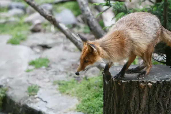 Firefighters in Kėdainiai district rescued a fox that had stuck its head into a jar