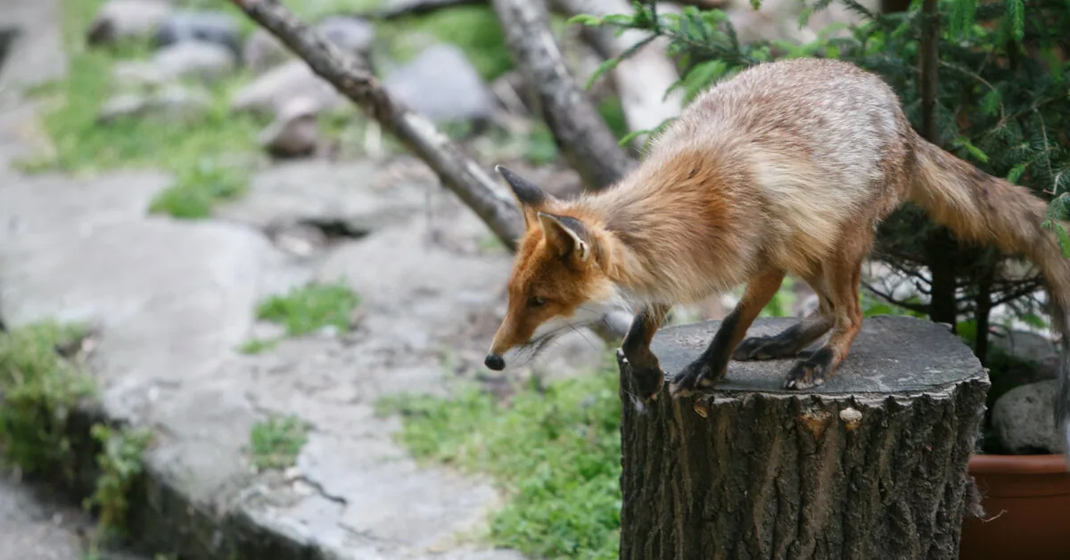 Firefighters in Kėdainiai district rescued a fox that had stuck its head into a jar
