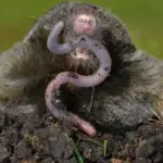 Moles ruining the lawn? These remedies from your kitchen will help keep them away for good