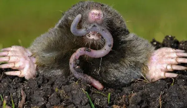 Moles ruining the lawn? These remedies from your kitchen will help keep them away for good