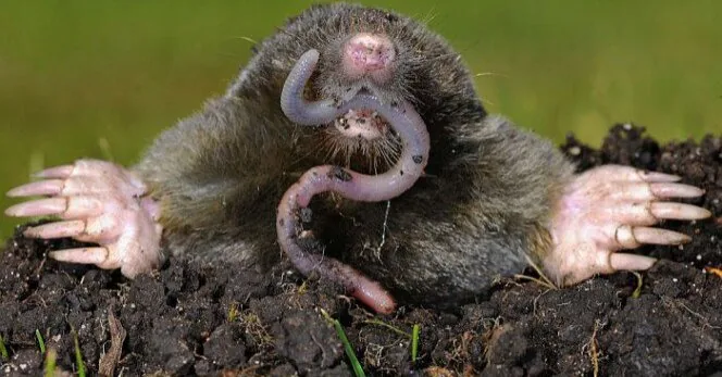 Moles ruining the lawn? These remedies from your kitchen will help keep them away for good