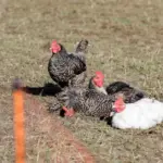 In Lithuania – the second outbreak of this disease this year: specialists warn bird breeders