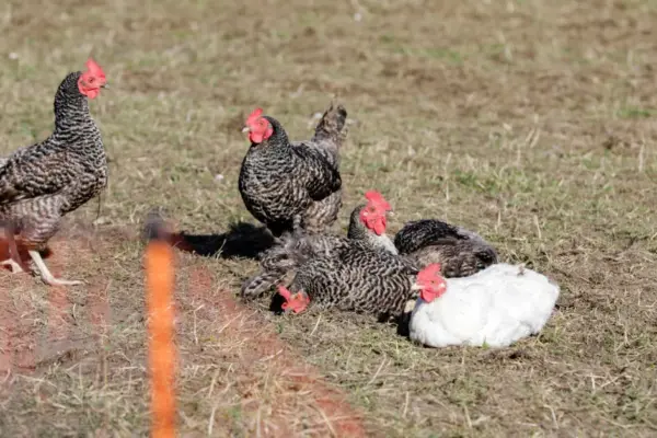 In Lithuania – the second outbreak of this disease this year: specialists warn bird breeders