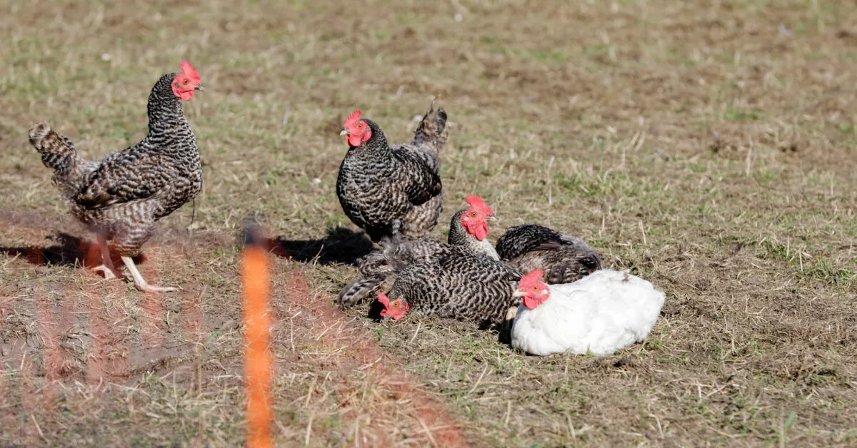 In Lithuania – the second outbreak of this disease this year: specialists warn bird breeders