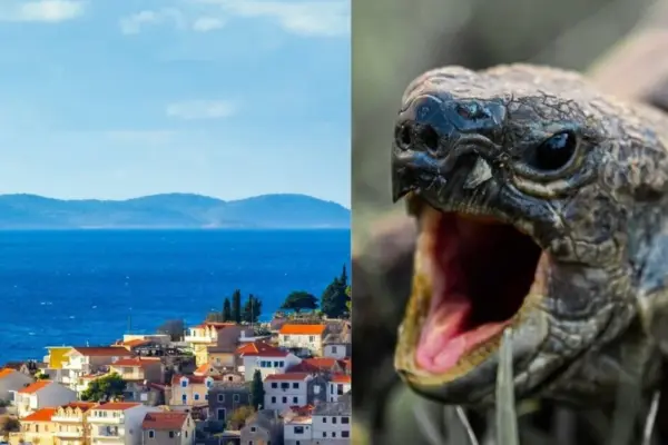 Aggressive turtle continues to spread panic in Croatia: woman hospitalized after attack