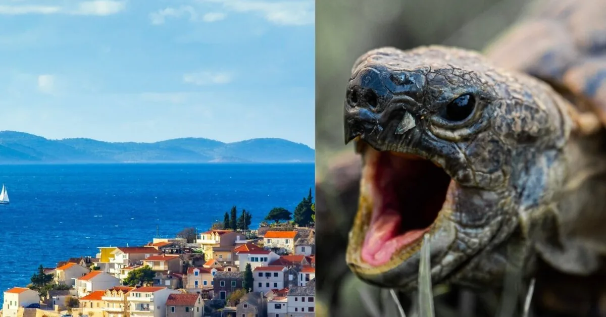 Aggressive turtle continues to spread panic in Croatia: woman hospitalized after attack