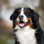 Dog breeds with the shortest lifespans: only 5 years on the list
