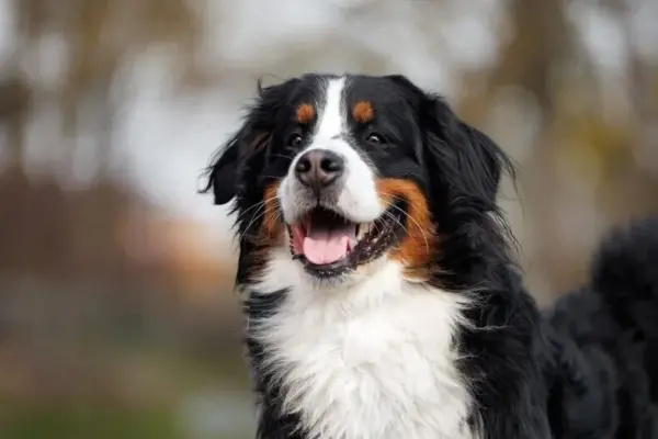 Dog breeds with the shortest lifespans: only 5 years on the list
