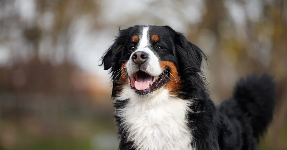 Dog breeds with the shortest lifespans: only 5 years on the list