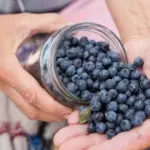 Unforgettable blueberry flavor: from delicious dumplings to elegant cupcakes