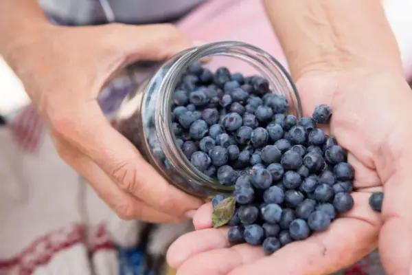 Unforgettable blueberry flavor: from delicious dumplings to elegant cupcakes