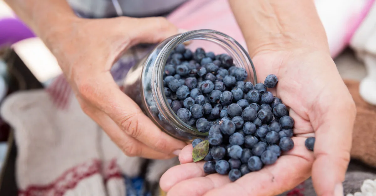 Unforgettable blueberry flavor: from delicious dumplings to elegant cupcakes