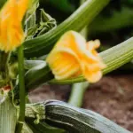 Zucchinis are blooming but not bearing fruit? An expert reveals why this happens and how to save the harvest