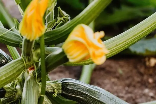 Zucchinis are blooming but not bearing fruit? An expert reveals why this happens and how to save the harvest