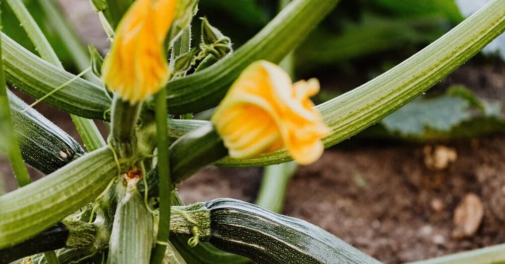 Zucchinis are blooming but not bearing fruit? An expert reveals why this happens and how to save the harvest