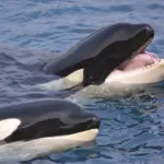 Orkos live only one marine animal: scientists still do not understand why