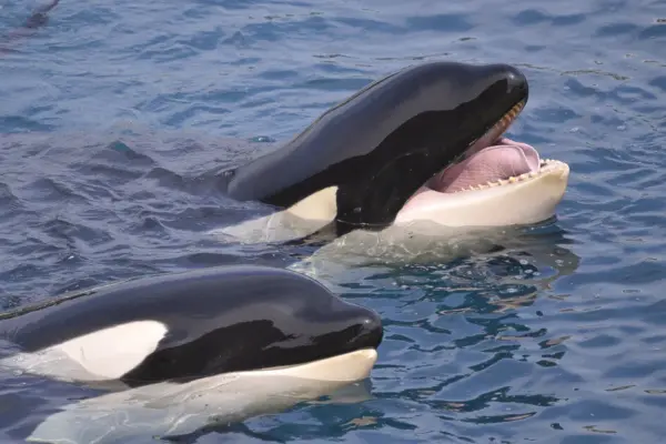 Orcas continue to shred giant moonfish – scientists can't look away
