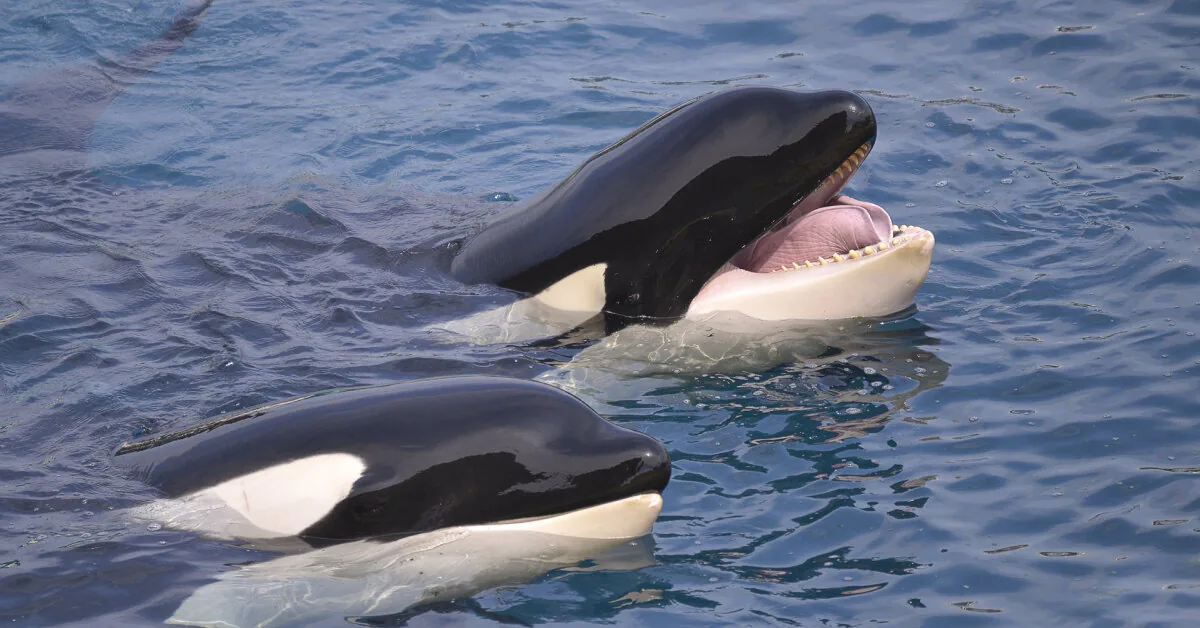 Orcas continue to shred giant moonfish – scientists can't look away