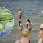 Warmer sea – greater risk: what you need to know about Vibrio bacteria