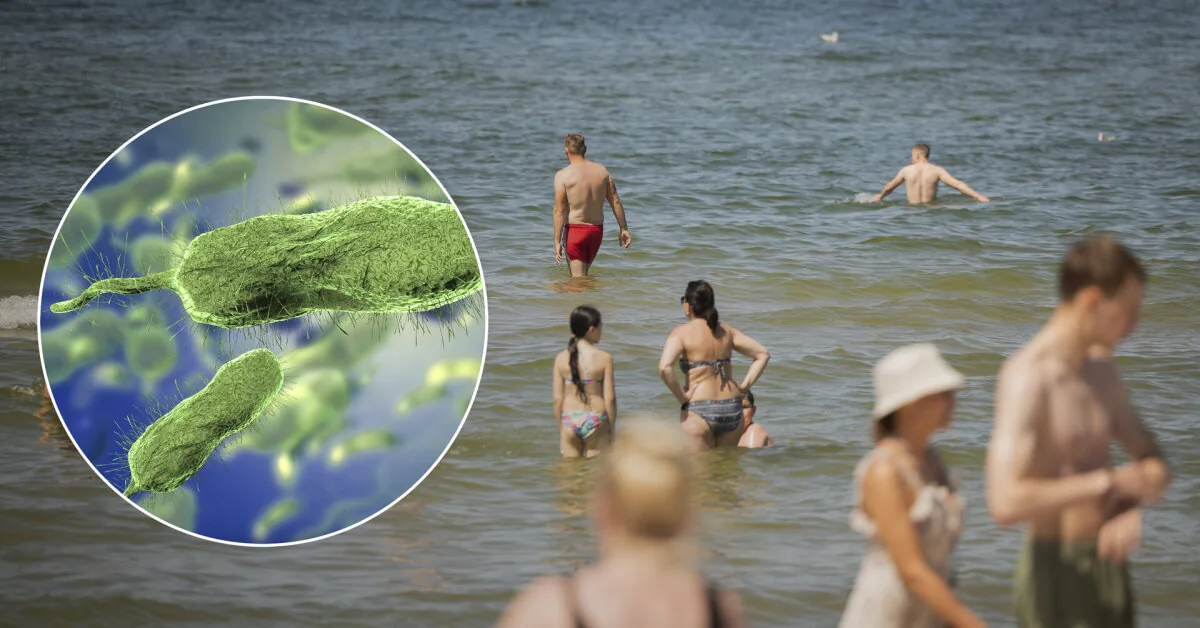 Warmer sea – greater risk: what you need to know about Vibrio bacteria