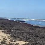 The Baltic Sea did not spare the algae: Palanga beach is already beautifying, and there are different views in Šventoji
