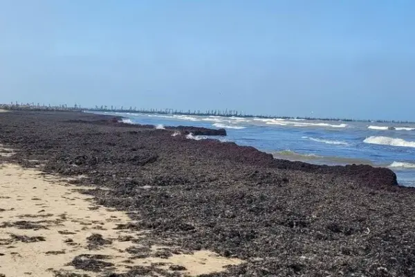 The Baltic Sea did not spare the algae: Palanga beach is already beautifying, and there are different views in Šventoji