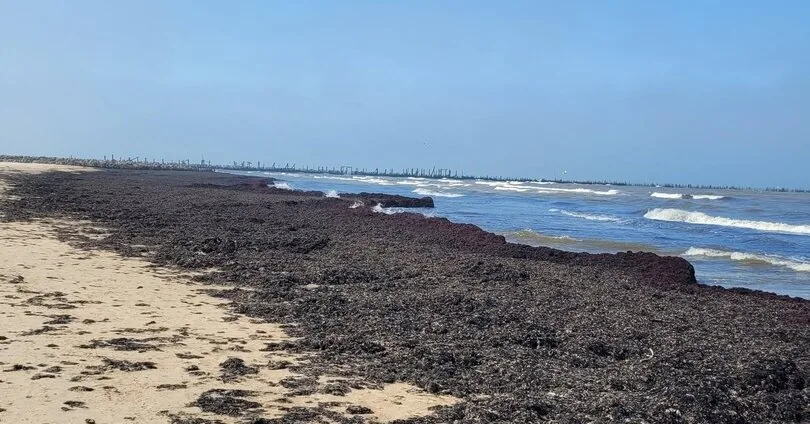 The Baltic Sea did not spare the algae: Palanga beach is already beautifying, and there are different views in Šventoji