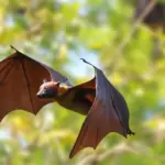 Encounter with a bat ended in a real tragedy for a child: doctors issue a stern warning