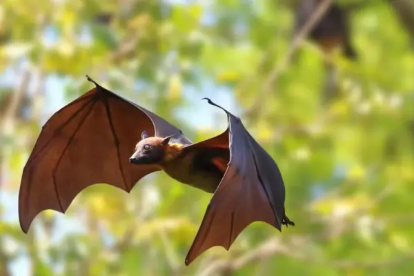 Encounter with a bat ended in a real tragedy for a child: doctors issue a stern warning