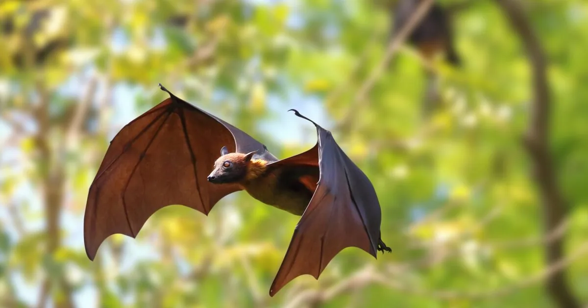 Encounter with a bat ended in a real tragedy for a child: doctors issue a stern warning