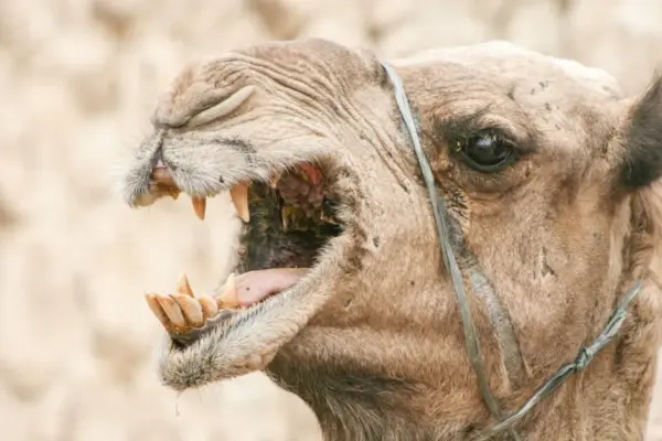 Even camels couldn't withstand such heat: scorching heat struck