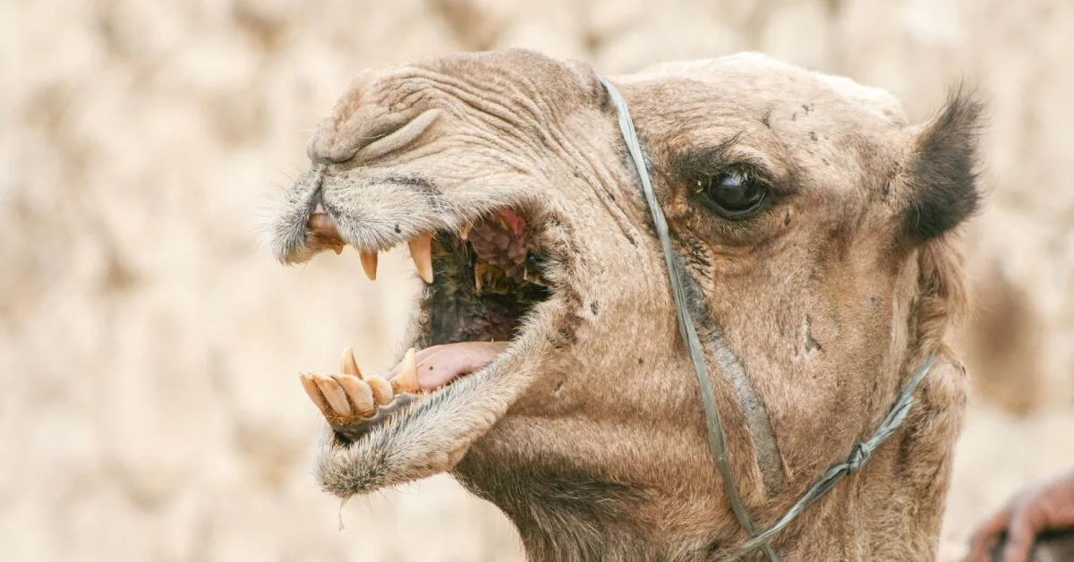 Even camels couldn't withstand such heat: scorching heat struck