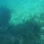 Scientists warn: The Great Barrier Reef faces ecosystem collapse