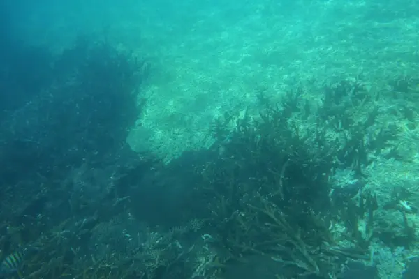 Scientists warn: The Great Barrier Reef faces ecosystem collapse