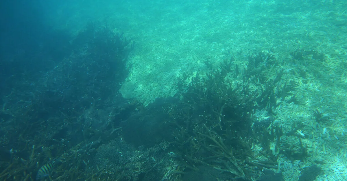 Scientists warn: The Great Barrier Reef faces ecosystem collapse